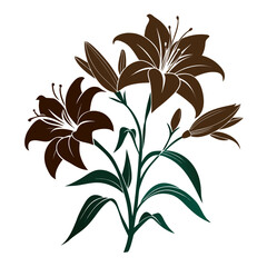 hemerocallis bloemen  silhouette on white