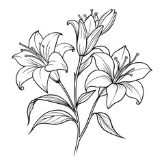 hemerocallis bloemen  flower line art on white background