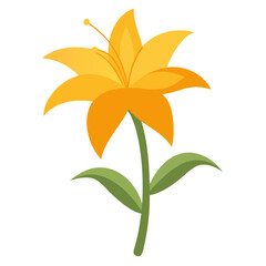  hemerocallis stella doro on white