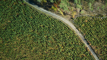 Forests from above, An aerial snapshot illustrating organized layout of managed forested regions