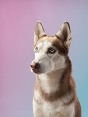 A Siberian Husky sits attentively against a pastel gradient background, its blue eyes standing out....
