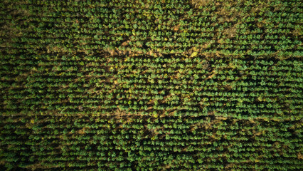 Drone assesses farmland productivity visually, Satellite imagery guides harvest planning