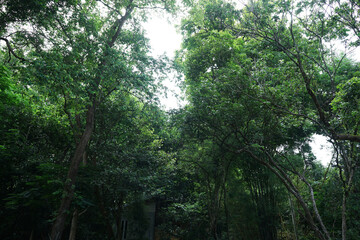 Fototapeta premium Wooden building among natural landscape of green tree park
