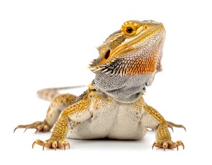 A close-up studio shot showcases a detailed Bearded Dragon, facing upward on white background