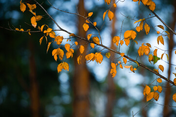 Autumn leaves on tree branch with warm tones and soft bokeh background in a natural forest setting