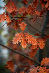 Close-up of autumn oak leaves in warm orange and brown hues with soft natural lighting and blurred background