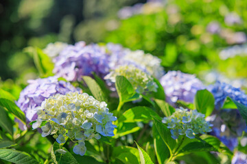 山上の紫陽花　愛知県三ヶ根山