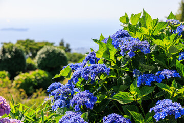 山上の紫陽花　愛知県三ヶ根山