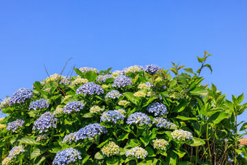 山上の紫陽花　愛知県三ヶ根山