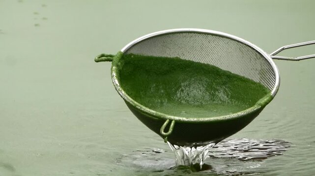 Close-up footage of spirulina algae harvesting using a metal strainer from a cultivation pond. Green spirulina biomass used in food and health supplement production. Perfect for topics related to agri