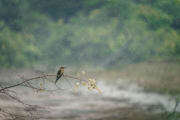 Guêpier à front blanc sur une branche sous la pluie