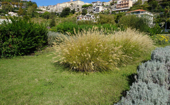 Fountain grass Hameln - Latin name - Cenchrus alopecuroides Hameln or Pennisetum alopecuroides Hameln