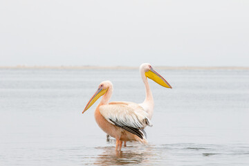 Pair of Great White Pelicans Standing in Walvis Bay Lagoon