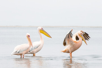 Trio of Great White Pelicans Flapping in Walvis Bay Waters