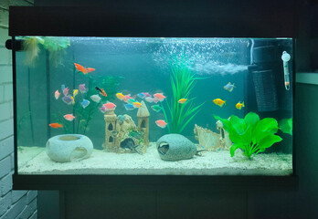 Goldfish in freshwater aquarium with green beautiful planted tropical