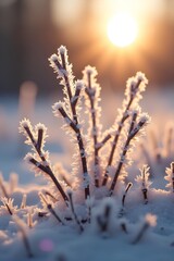  frozen twigs in hoarfrost glisten in the sun. winter landscape with sun flare background, christmas, beautiful, frost, glare, hoar frost, morning