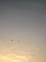 Fleeting Freedom