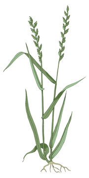 Intermediate wheatgrass botanical illustration vector