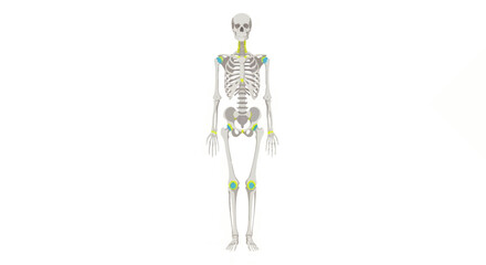 A 2D illustration of a human skeleton with highlighted joints on a white background.