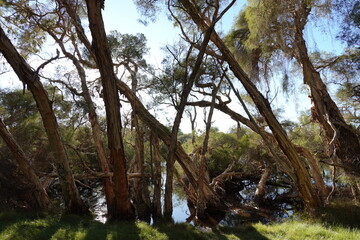 Obraz premium trees in the forest