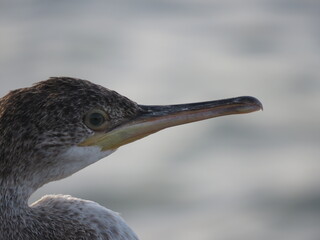 Cormorant head portrait facing right while looking at the camera. blurred background