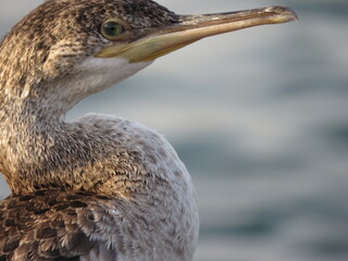 Cormorant head and neck portrait facing right. blurred background