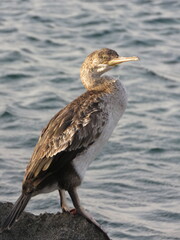 Cormorant standing on a rock by the sea facing the camera