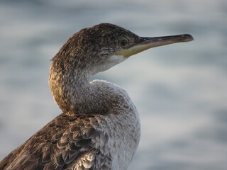 Cormorant head, neck and partial body portrait facing right. blurred background