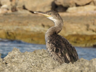 Cormorant standing on a rock looking left with eye facing the camera