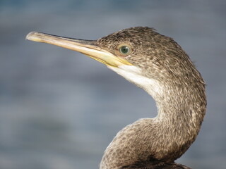 Cormorant head and neck portrait facing left. blurred background