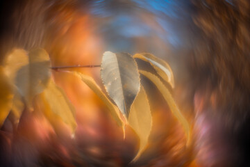 Colorful autumn leaves with a blurred background.