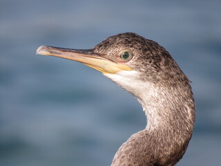 Cormorant head and neck portrait facing camera. blurred background