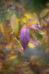 Colorful autumn leaves with a blurred background.