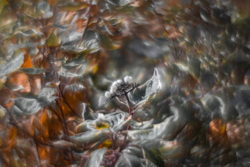 Colorful autumn leaves with a blurred background.