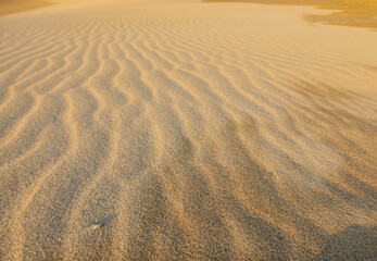 砂漠の砂と風紋（日本の鳥取の鳥取砂丘）