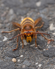 European WASP in Danger - Under pressure from the Invasive Asian Wasp. High quality photo