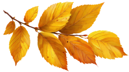 yellow autumn leaves fall foliage nature season vibrant maple tree golden brown leaf isolated natural texture background
