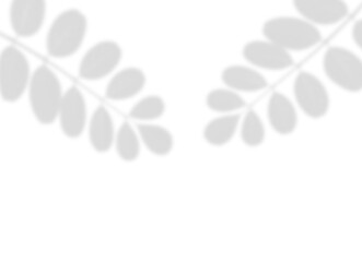 Isolated Realistic Fern Branch Shadow Overlay on Transparent Background