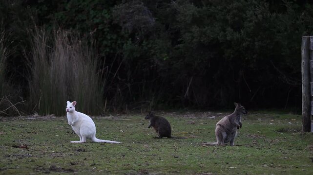 White wallabies are Bennetts wallabies, Macropus rufogriseus, with rare genetic mutation of white fur some are even Albinos with red eyes and nose, endemic to Bruny island, Tasmania, Australia.