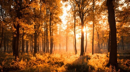Obraz premium Sunlight streams through tall trees illuminating a dense wood during autumn