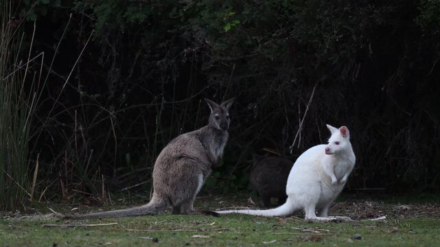 White wallabies are Bennetts wallabies, Macropus rufogriseus, with rare genetic mutation of white fur some are even Albinos with red eyes and nose, endemic to Bruny island, Tasmania, Australia.
