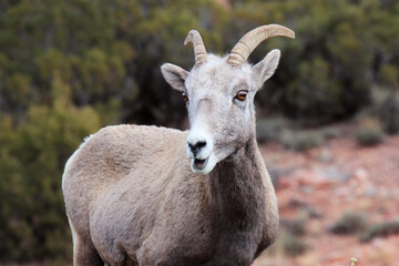 Young Ewe with her Mouth Open, Bighorn Canyon National Recreation Area in Montana near Barrys Landing.