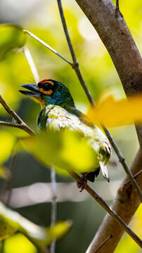 green bird behind leaves, colorful bird 