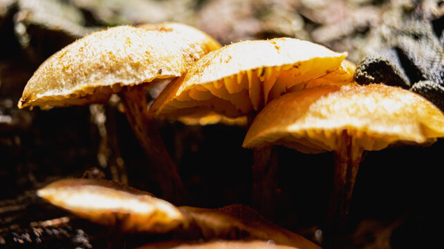 mushrooms in the woods