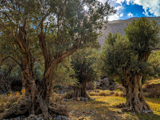 Ancient gnarled olive trees growing in sunny grove with mountains in the background. Mediterranean landscape in Kalymnos, Greece