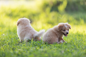 Fototapeta premium Two fluffy puppies playing together on a sunny grassy field. One looks back with a happy face while the other explores. A cute and joyful moment full of energy and innocence.