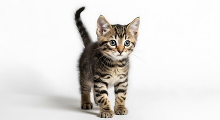 Obraz premium Adorable Tabby kitten walking forward with tail raised and striking blue eyes, isolated on a bright white background