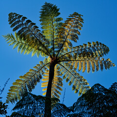 Backlit tree fern leaves, native bush, on the Link Pathway between Ngakuta Bay and Wedge Point, the...