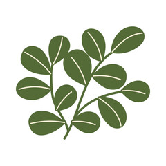 Eucalyptus sprig in flat style on a white background. Vector illustration.