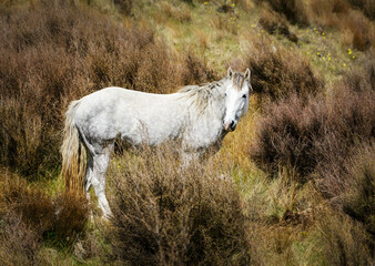 A white Kaimanawa horse among the hardy shrubs. New Zealand.